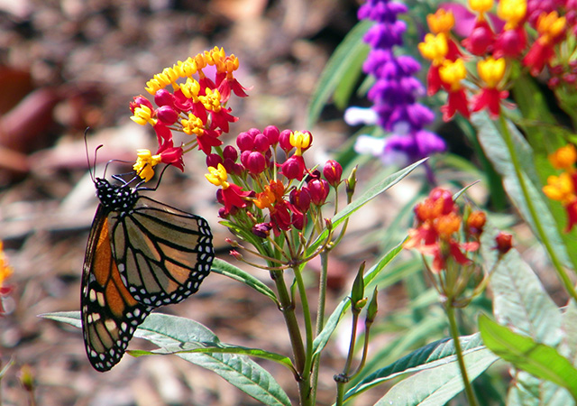 Ida Gaye Gardens butterfly