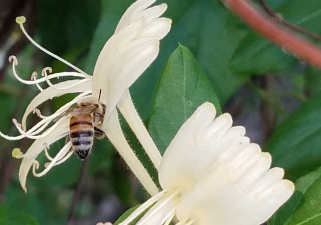 Jack Drake Park bee Jack Drake Park bee