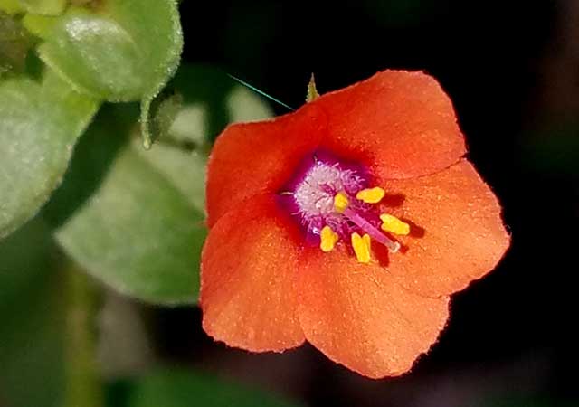Jack Drake Park flower Jack Drake Park flower
