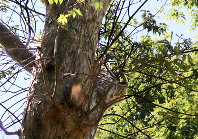 Jack Drake Park squirrel Jack Drake Park squirrel
