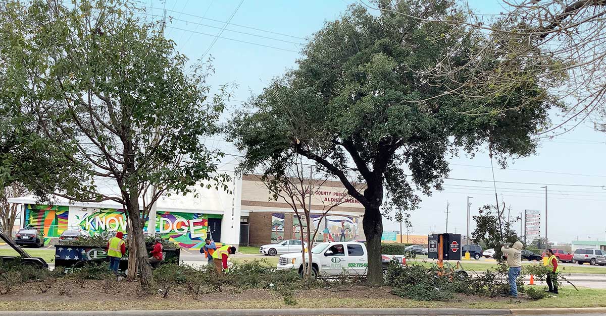 Tree Trimming Airline Drive